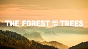 ForestTrees
